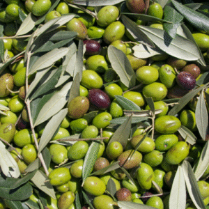 Ελιές Καλαμών